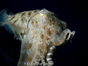 Cuttlefish by Beate Seiler 